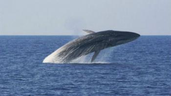 Φάλαινα 12 μέτρων στη Σύρο