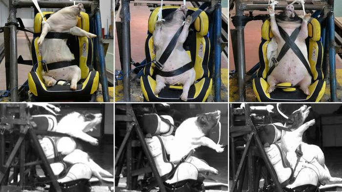 Crash test για παιδικά καθίσματα με ζωντανά γουρούνια!