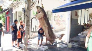 Αγρίνιο: Ψάρι 300 κιλών στα δίχτυα των ψαράδων